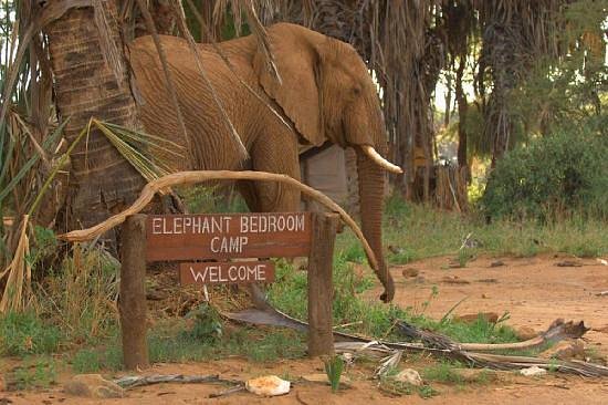 Elephant Bedroom Camp - Samburu hotel view 3